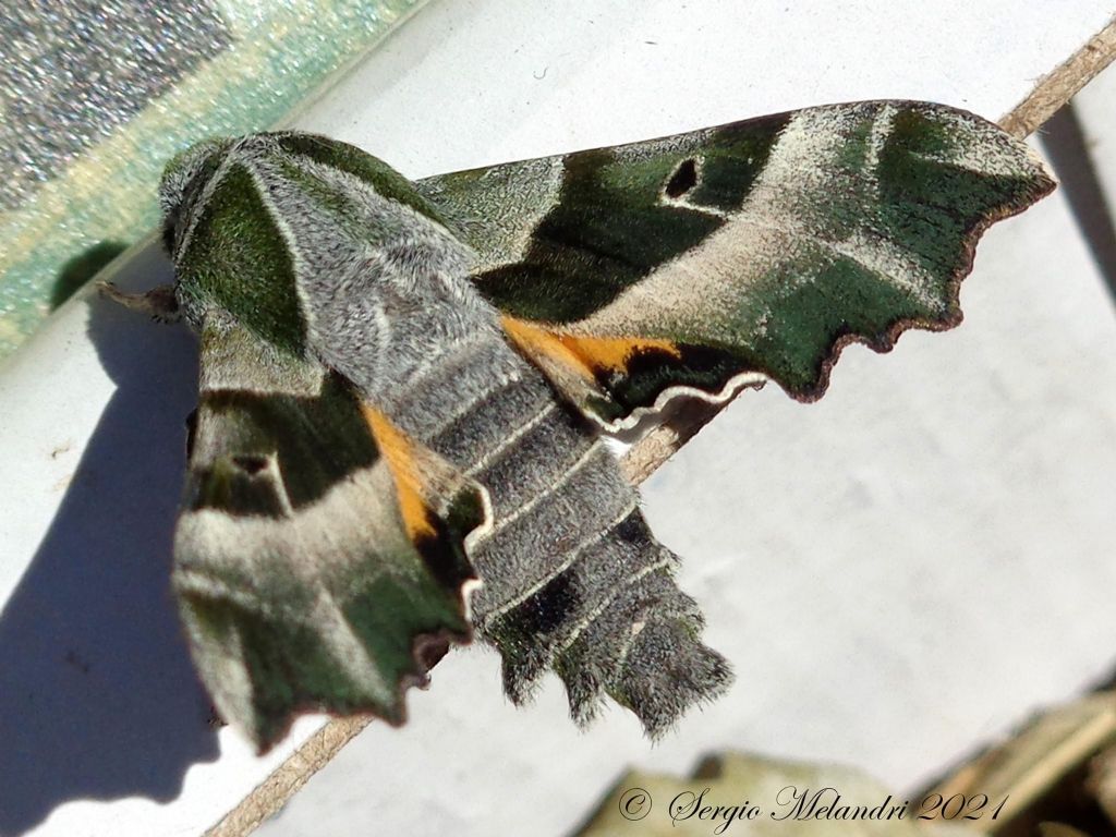 Proserpinus proserpina - Sphingidae